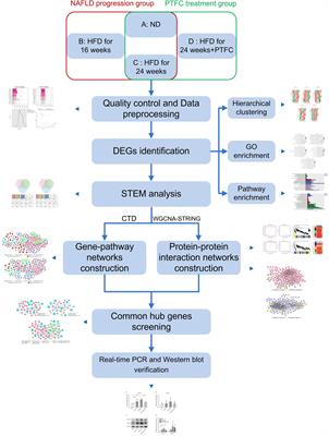 Prediction of VEGF-C as a Key Target of Pure Total Flavonoids From Citrus Against NAFLD in Mice via Network Pharmacology